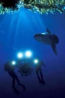 The deep sea 3d