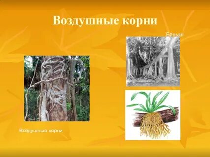 Интересные факты о воздушных корнях