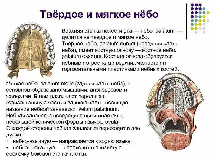 Костная основа полости рта. Строение твердого и мягкого неба. Твердое и мягкое небо строение и функция.