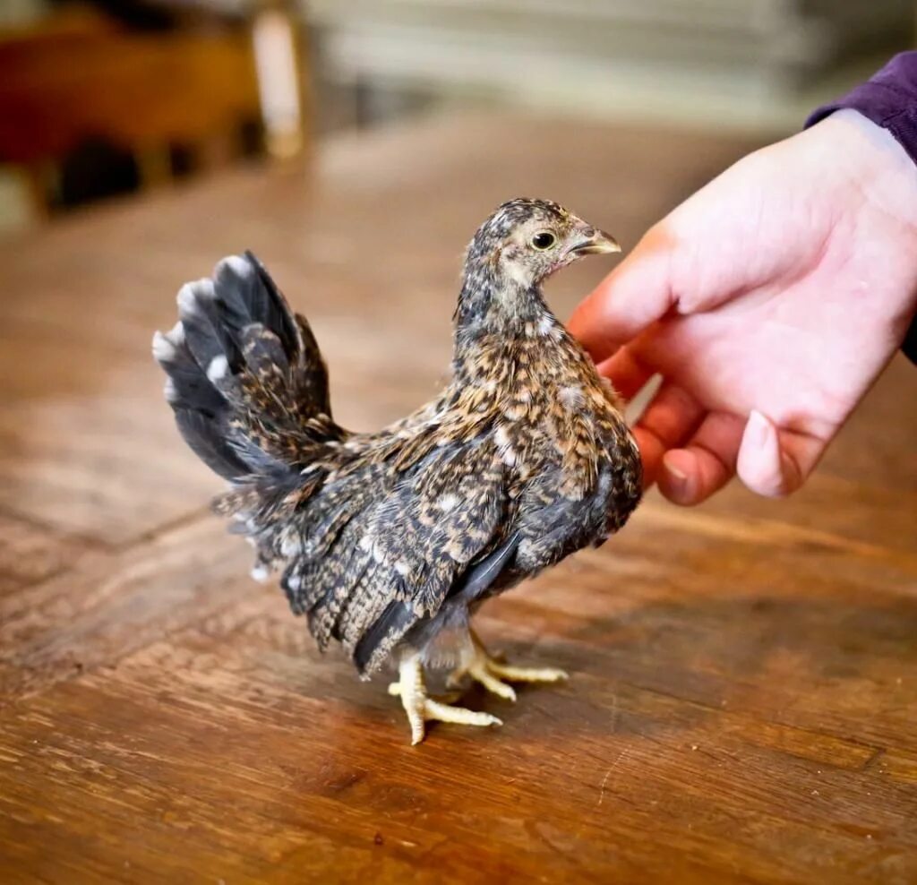 Кран курица. Бентамки малазийская серама. Фигура курицы. Курепровод. Бентамки малазийская серама.