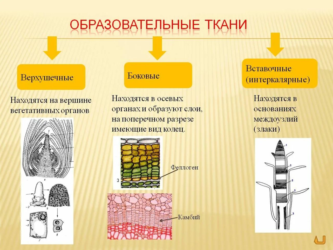 Схема строения образовательной ткани. Ткани растений строение образовательной ткани. Ткани растений образовательные ткани (меристемы). Образовательная ткань верхушечная камбий. Какие растительные ткани существуют