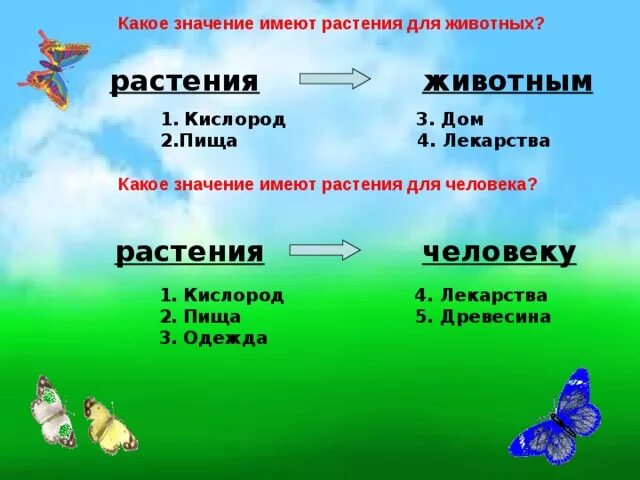 4 какое значение это имело. Что дают растения животным и человеку. Схема что дают растения животным и человеку. Какое значение имеет для растений животных человека. Какое значение имеют растения для животных.