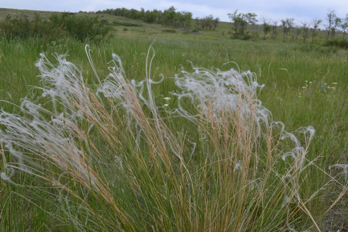 Ковыль перистый (stipa pennata). Ковыль перистый (stipa pennata). Ковыль волосатик stipa capillata. Ковыль волосатик обитание. Ковыль в ахтубинске.