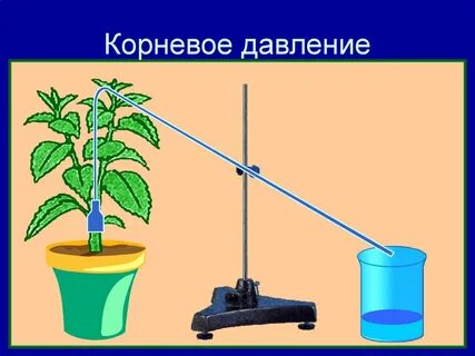 Опыт транспирация растений
