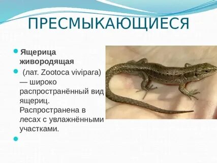 Ящерица оплодотворение