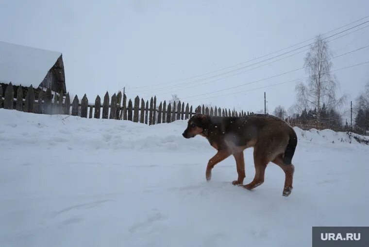 Случаи нападение собаки. Нападение бродячих собак.