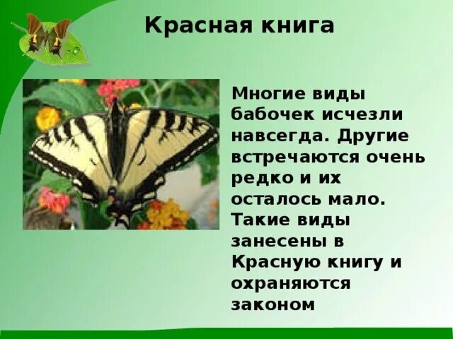 Махаон бабочка красная книга. Какая бабочка в красной книге. Бабочки красной книги. Название бабочек. Бабочки из красной книги.