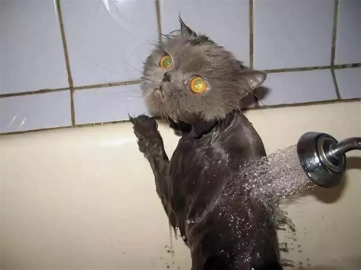 Иди помойся ты воняешь. Мокрая кошка. Мокрые коты. Кот под душем. Котя в душе.