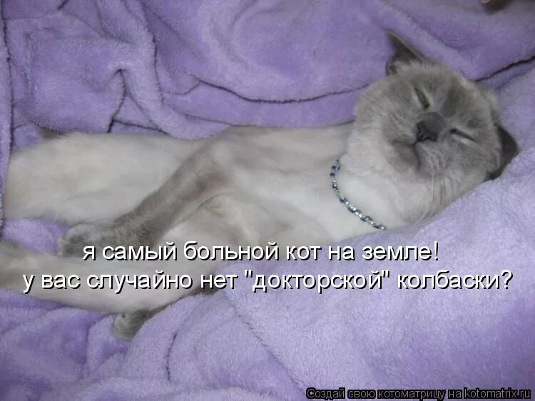 Много думал заболела. Смешной больной котик. Больной кот юмор. Больной кот прикол.