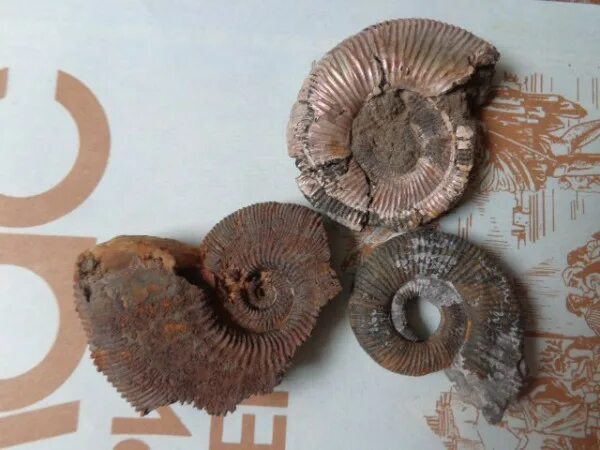 Жж amonit. Жж amonit. Черви найденные в метро аммониты. Жж amonit. Didymoceras.