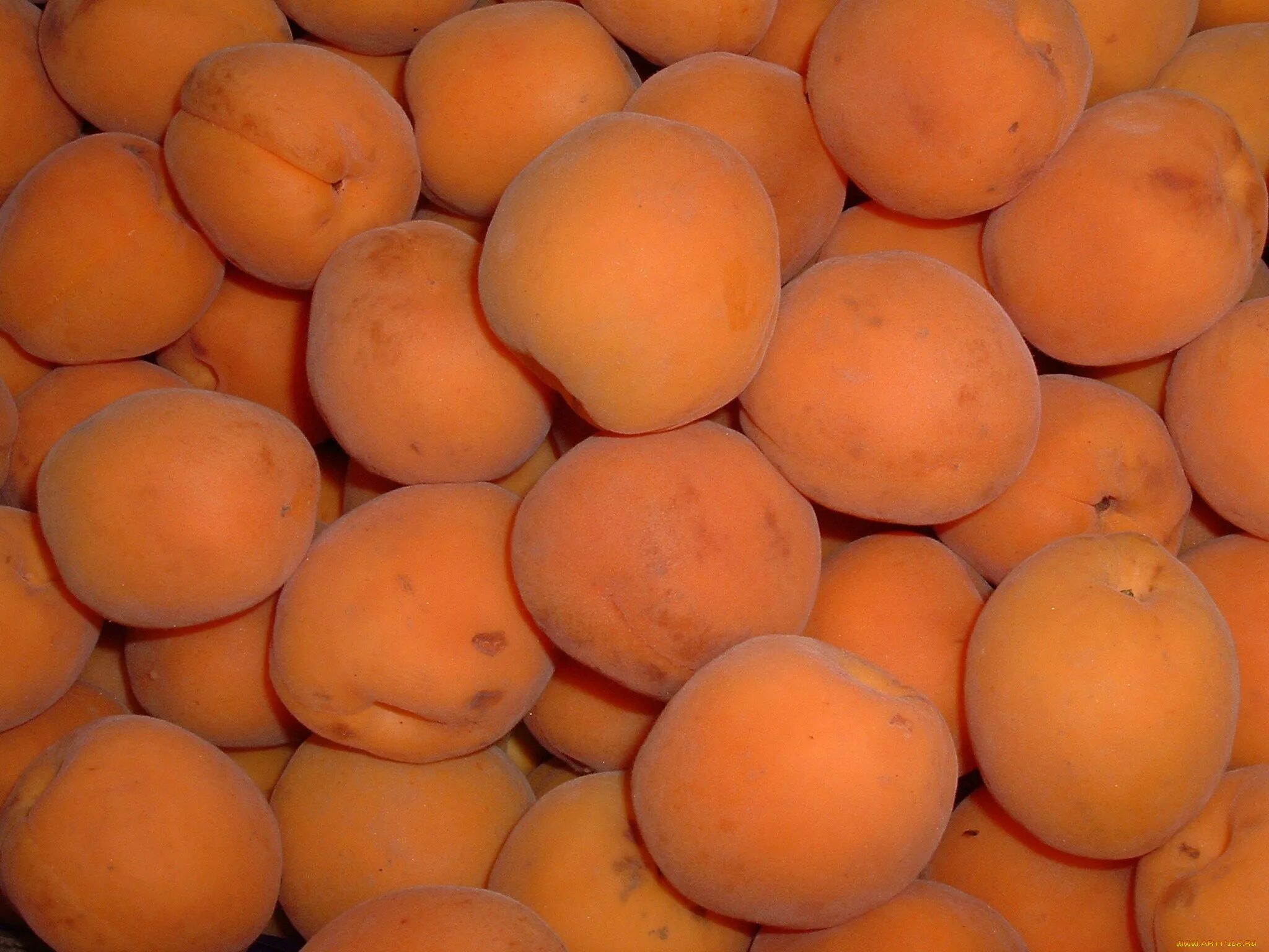 Персик слива абрикос как называется. Слива персик. Слива и абрикос. Слива персиковая.