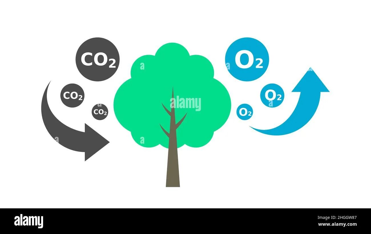 Дерево поглощающее кислород. Поглощение co2. деревья кислород. деревья производят кислород. поглощение co деревьями.