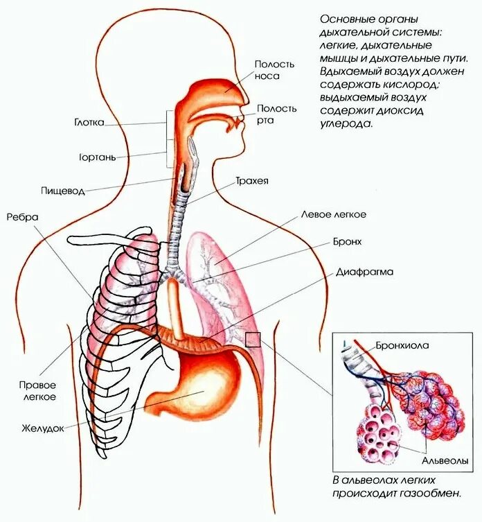 Глоток основной. Анатомия человека дыхательная и пищеварительная система. Строение пищеварительной и дыхательной системы. Схема расположения органов дыхательной системы. Пищеварительная система человека органы дыхания.