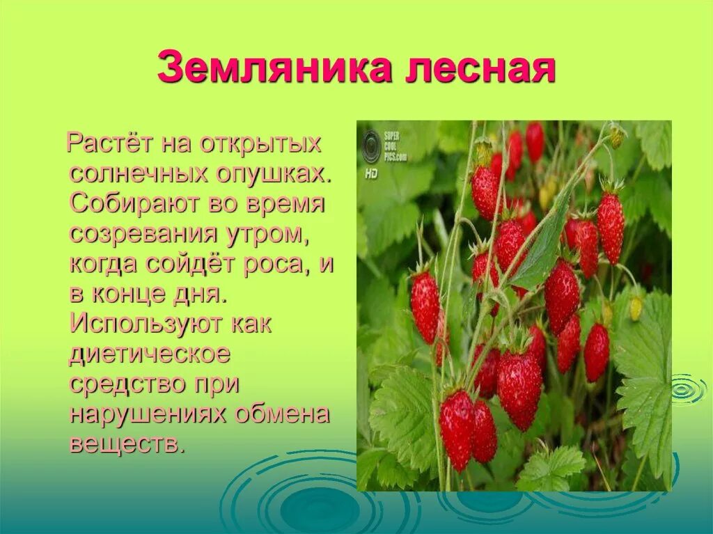 Клубника класс растений. Земляника Лесная. Доклад про землянику. Земляника описание. Земляника Лесная сообщение.