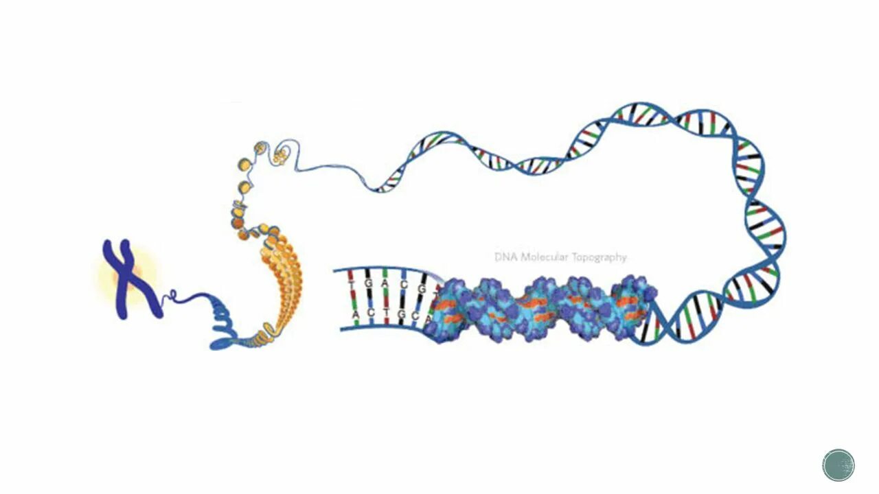 Сколько молекул днк в данной хромосоме. Фельген ДНК. Открытие ДНК рисунок. ДНК картинка на прозрачном фоне. Как выглядит молекула ДНК В хромосоме.
