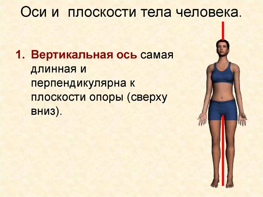 Фронтальная сагиттальная и вертикальная оси. Ось тела где. Сагиттальная плоскость фронтальная горизонтальная плоскость. Оси тела человека в анатомии. Оси и плоскости в анатомии человека.