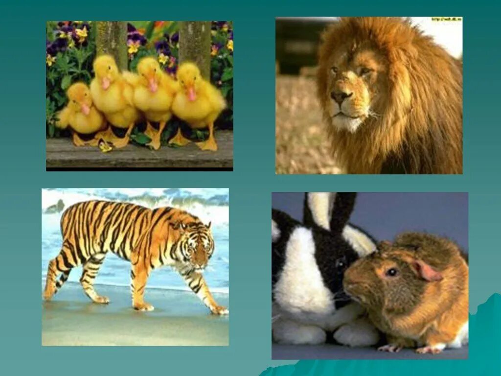 Животные для первого класса. Звери 1 класс. Животные презентация 1 класс. Животные 1 класс окружающий мир. Животное на урок.