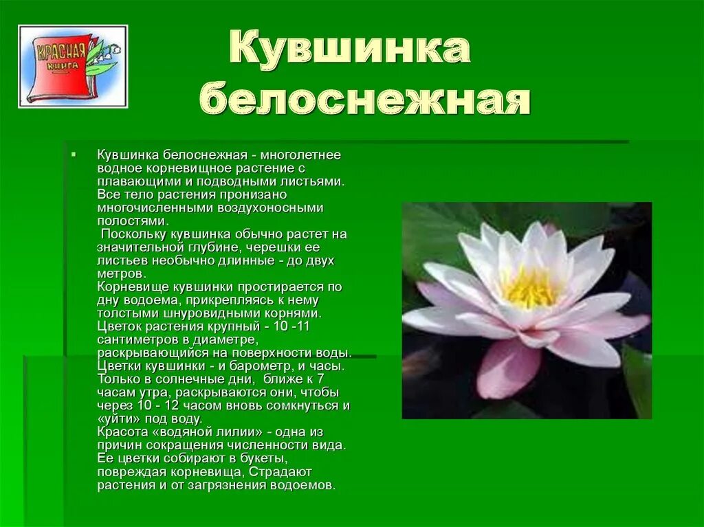 К какой группе относится кувшинка. Растения занесенные в красную книгу кувшинка белая. растения занесенные в красную кувшинка белая.