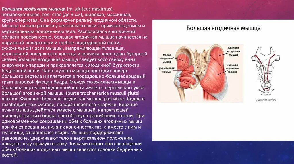 Мышца таза разгибающая бедро. Большая ягодичная мышца m. gluteus maximus. близнецовые мышцы. верхняя близнецовая мышца функции. ягодичная бугристость бедренной кости.