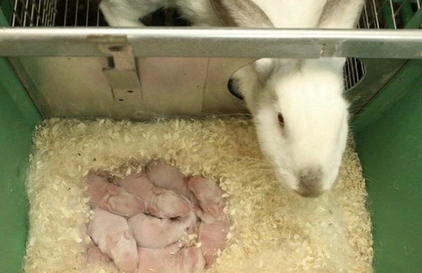 Женщина родила кроликов. Родилка для кроликов.
