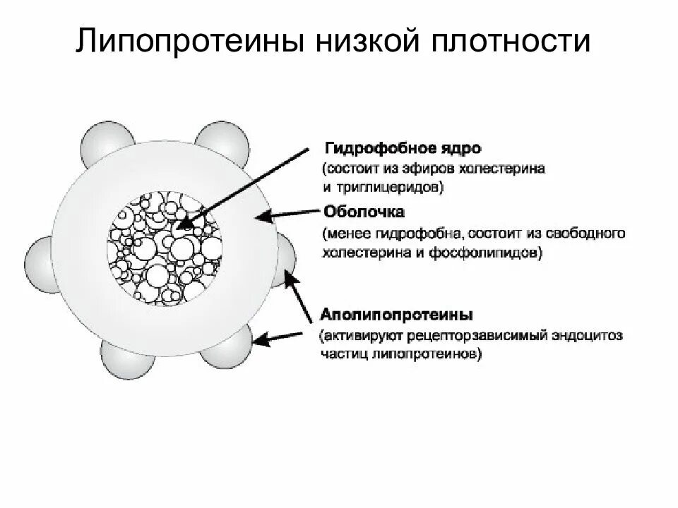 Строение липопротеинов высокой плотности. Строение липопротеинов низкой плотности. Строение липопротеинов формула. Схема строения липопротеинов.