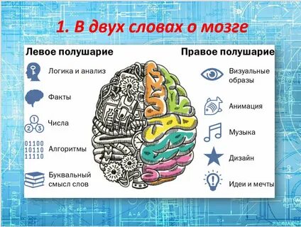 Где левое полушарие мозга