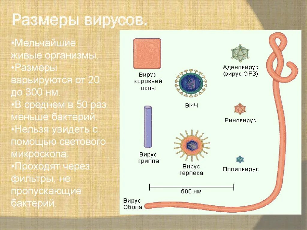 Размеры вирусов. Размеры вирусов и бактерий. Сравнительные Размеры вирусов. Сравнение бактерий и вирусов