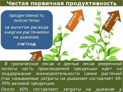 Чистая первичная продукция экосистемы