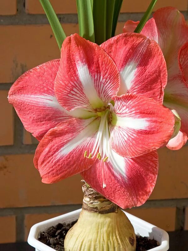 Гиппеаструм цветение. Гиппеаструм зацвел. Гиппеаструм зацвел. Гиппеаструм. Гиппеаструм амариллис.