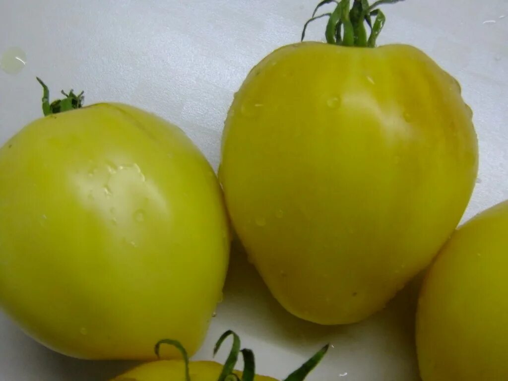 томат сердце австрии. томат окс десерт f1. томат говяжье сердце. томат сладкое говяжье сердце. двухцветное говяжье сердце томат.