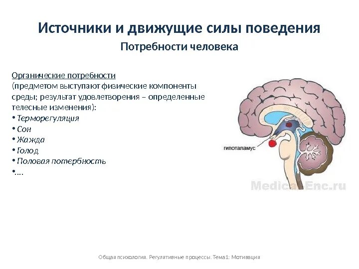 Дофамин движущая сила поведения человека проект Презентация на тему "Зигмунд Фрейд" скачать презентации по Медицине