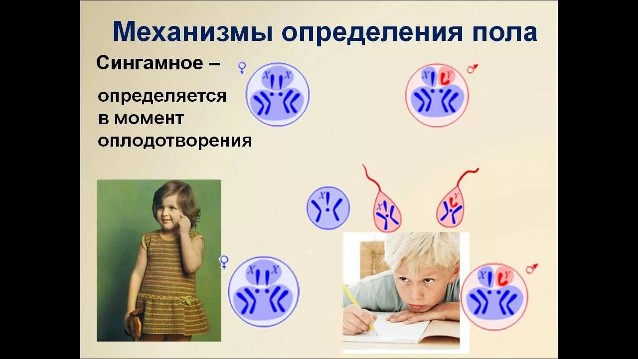 Экологическое определение пола это. Механизмы определения пола. сингамное определение пола. генетические механизмы определения пола. механизмы определения пола примеры.