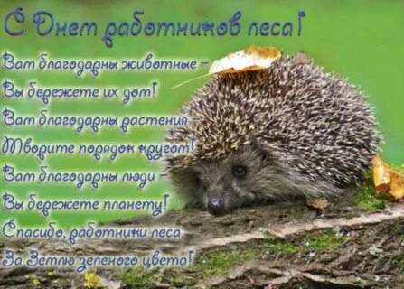 День работы леса