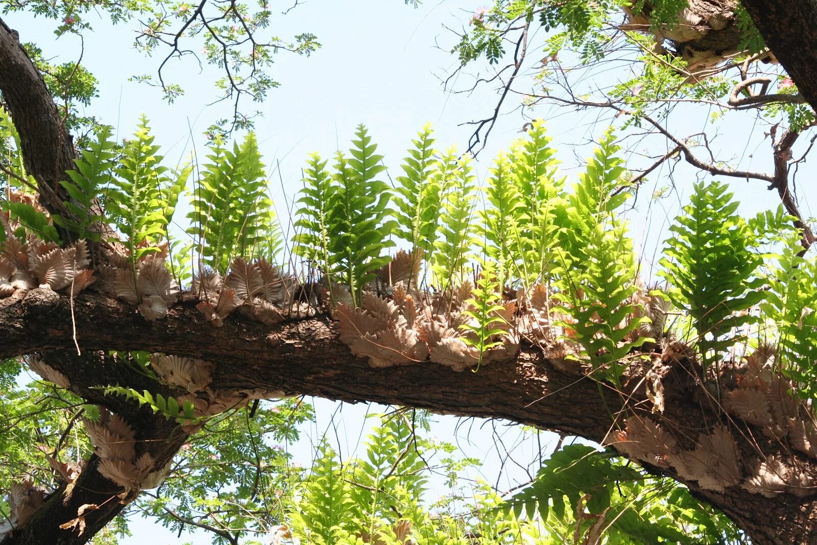 Drynaria quercifolia. Квартиранство Эпифиты. Эпифитный папоротник - дерево симбиоз. Комменсализм эпифит. Отношения между деревом и эпифитом