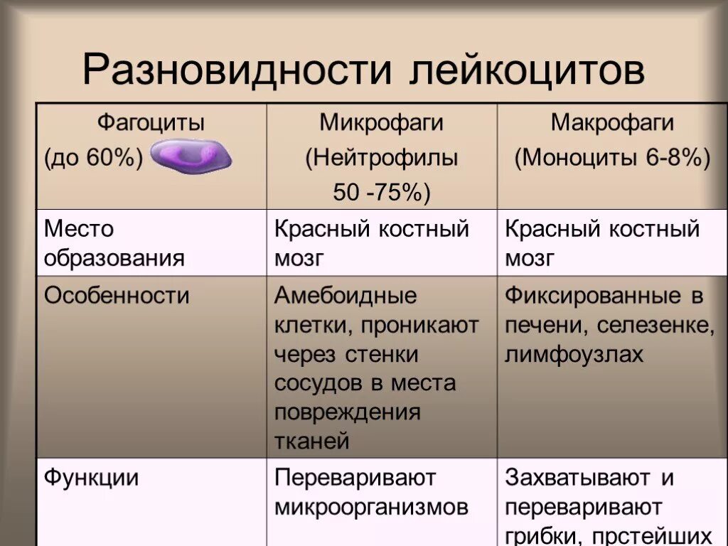 Лейкоциты в 1 мм3 крови. Гранулоциты фагоциты. Макрофаги строение и функции. Фагоциты строение. Микрофаги и макрофаги.