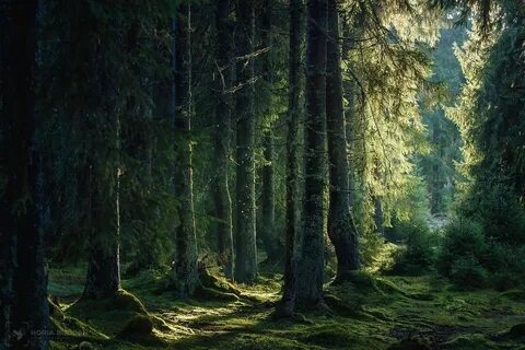 В густом лесу на русском