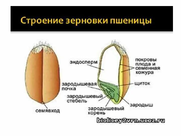 Строение однодольной пшеницы. Плод зерновка строение. строение плода зерновки пшеницы. строение семени зерновки пшеницы. строение зерновки пшеницы 6 класс.