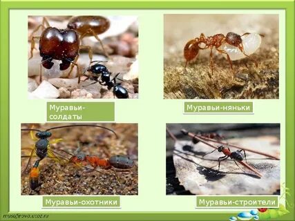 Представители муравьев