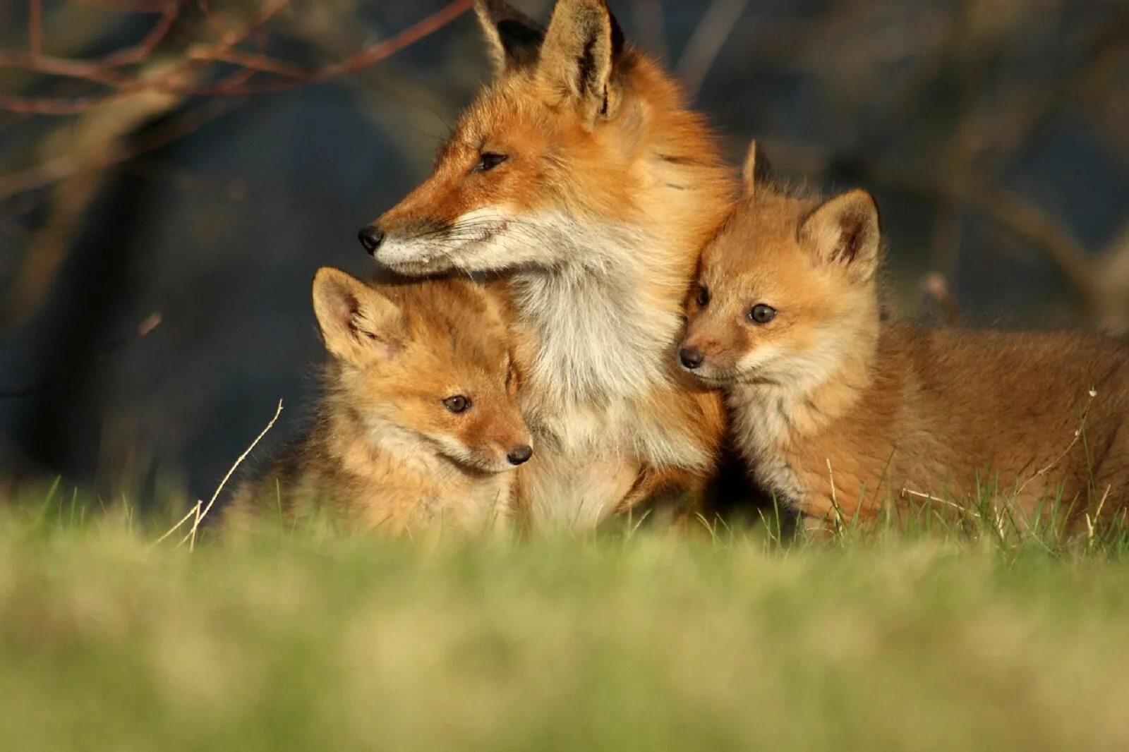 Rule of odds photo. More foxes