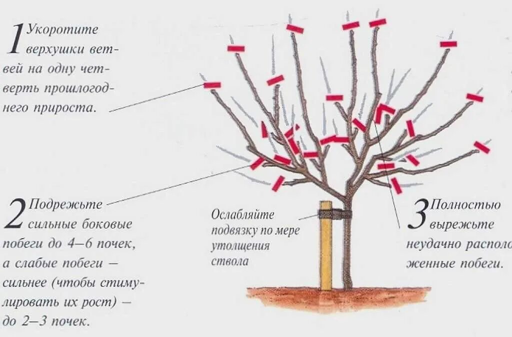 Текст каких только фруктовых деревьев