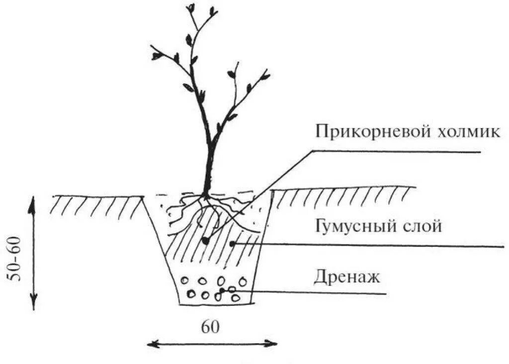 Смородина как сажать