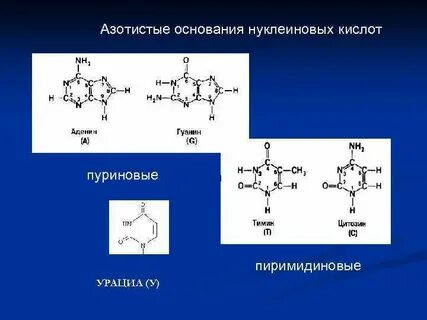 Состав азотистого основания