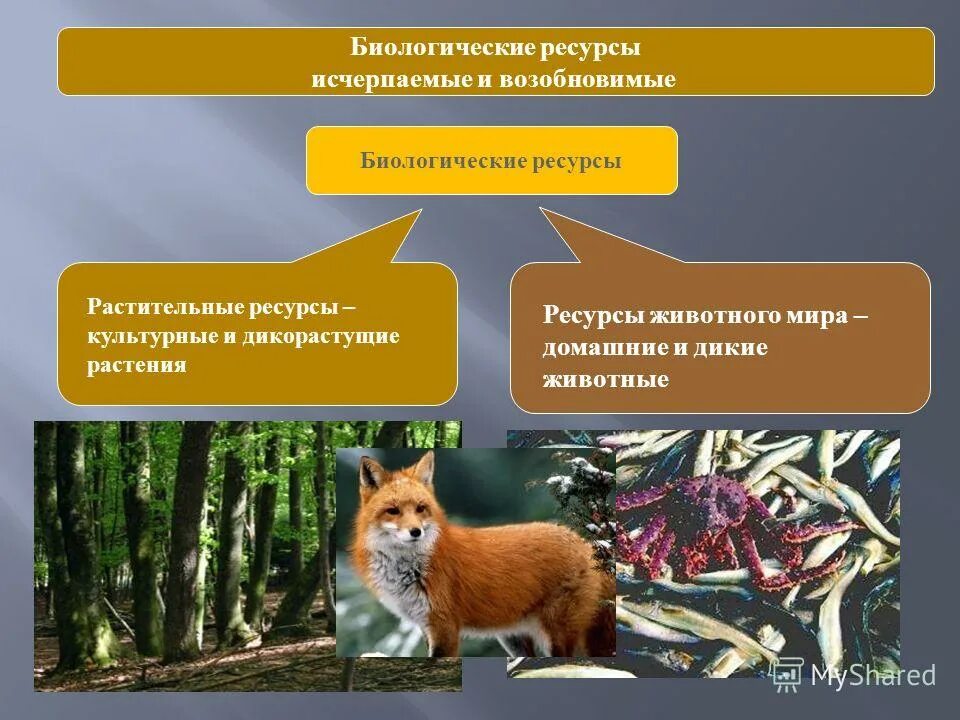 Природные ресурсы животный мир. Использование животных ресурсов. Биологические ресурсы животный и растительный мир. Вторичное использование природных ресурсов. Использование животных ресурсов.