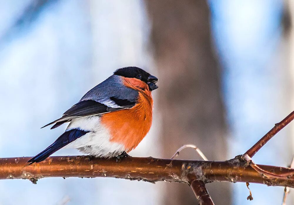Снегири зимой. Снегирь в тайге. Снегири зимой. Снегирь в полете. Снегирь дама.