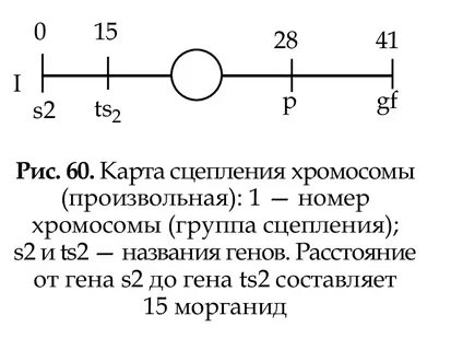Генетические карты хромосом карта сцепления