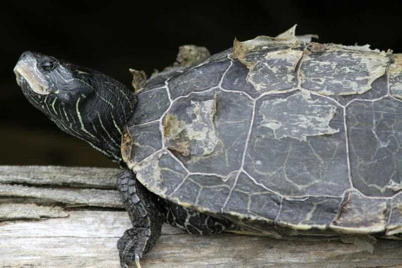 Линька у черепах красноухих. Линька черепахи. Линька красноухой черепашки. Линька красноухой черепахи. Линька красноухой черепахи.