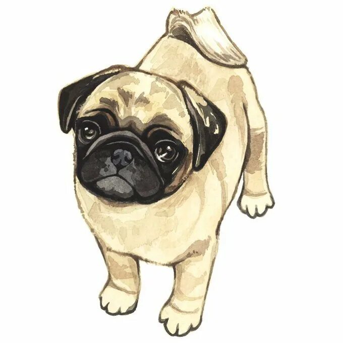 Животные карандашом. Мопс рисунок. Раскраска собака мопс. Раскраска мопс. Мопс для срисовки.