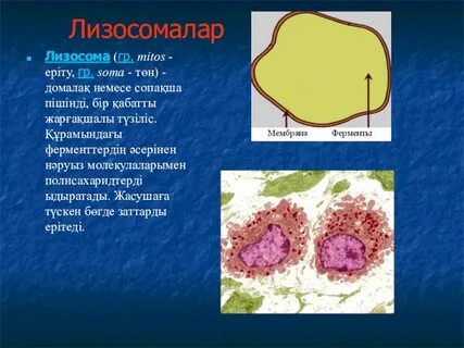 Лизосома цитоплазма