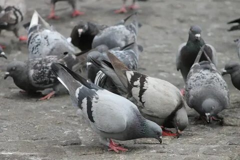 Голуби стоят на месте