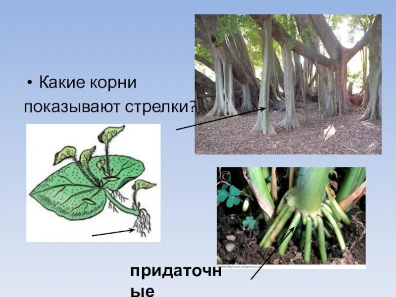 Придаточные корни есть. Придаточные корни. Придаточные корни у растений. Главные боковые и придаточные корни. Придаточные корни образуются из.